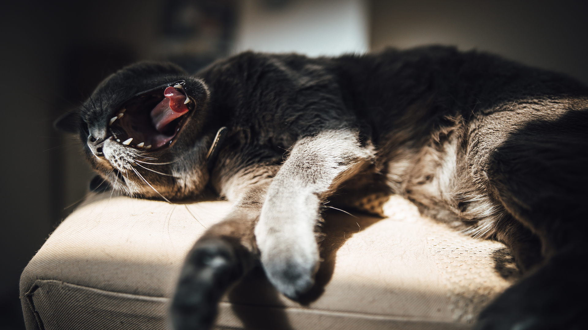 Dexmedetomidine แนวทางการใช้และข้อควรระวัง