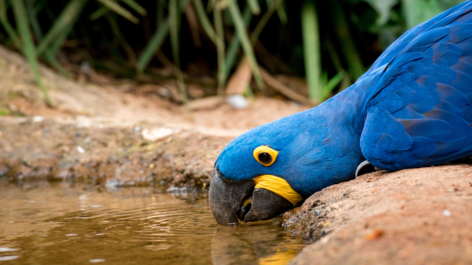 เกษตรอินทรีย์สวนสนุกปลูก] พวงครามออสเตรเลีย..ความสุขสีม่วงๆ  หลายคนติดใจในความสวยสดใสของพวงดอกไม้สีม่วงห้อยระย้าเต็มต้น  ก็เลยพามาทำความรู้จักกันอย่างเป็นทางการสักที, image size:1920x1080