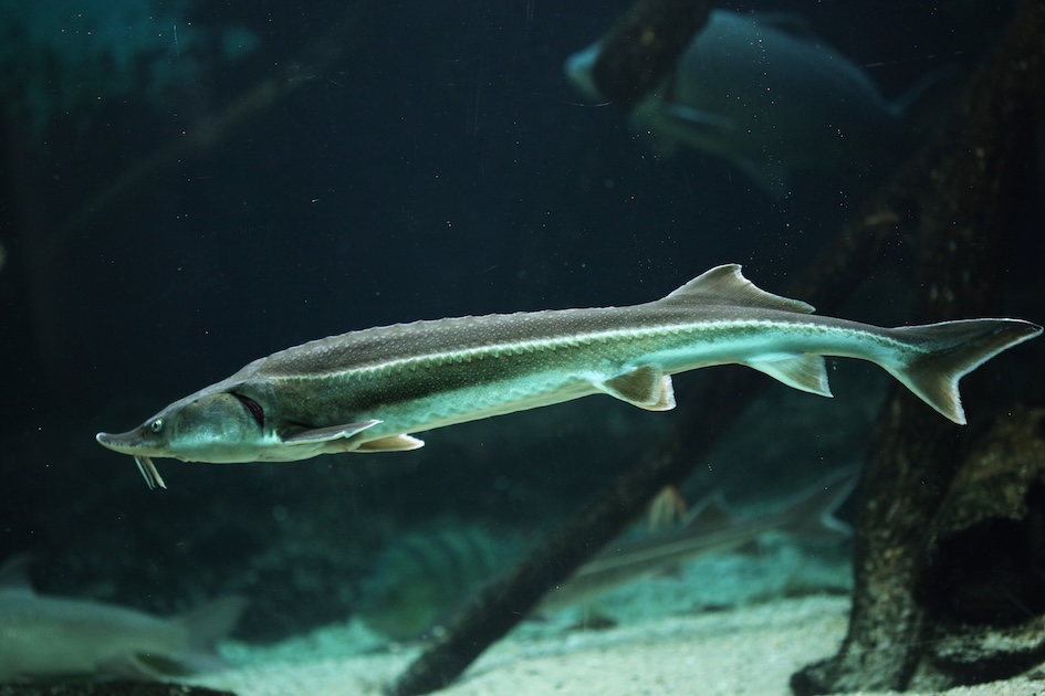 ภาวะสูญเสียการลอยตัวและความผิดปกติของถุงลมในปลาสวยงาม (Buoyancy and ...