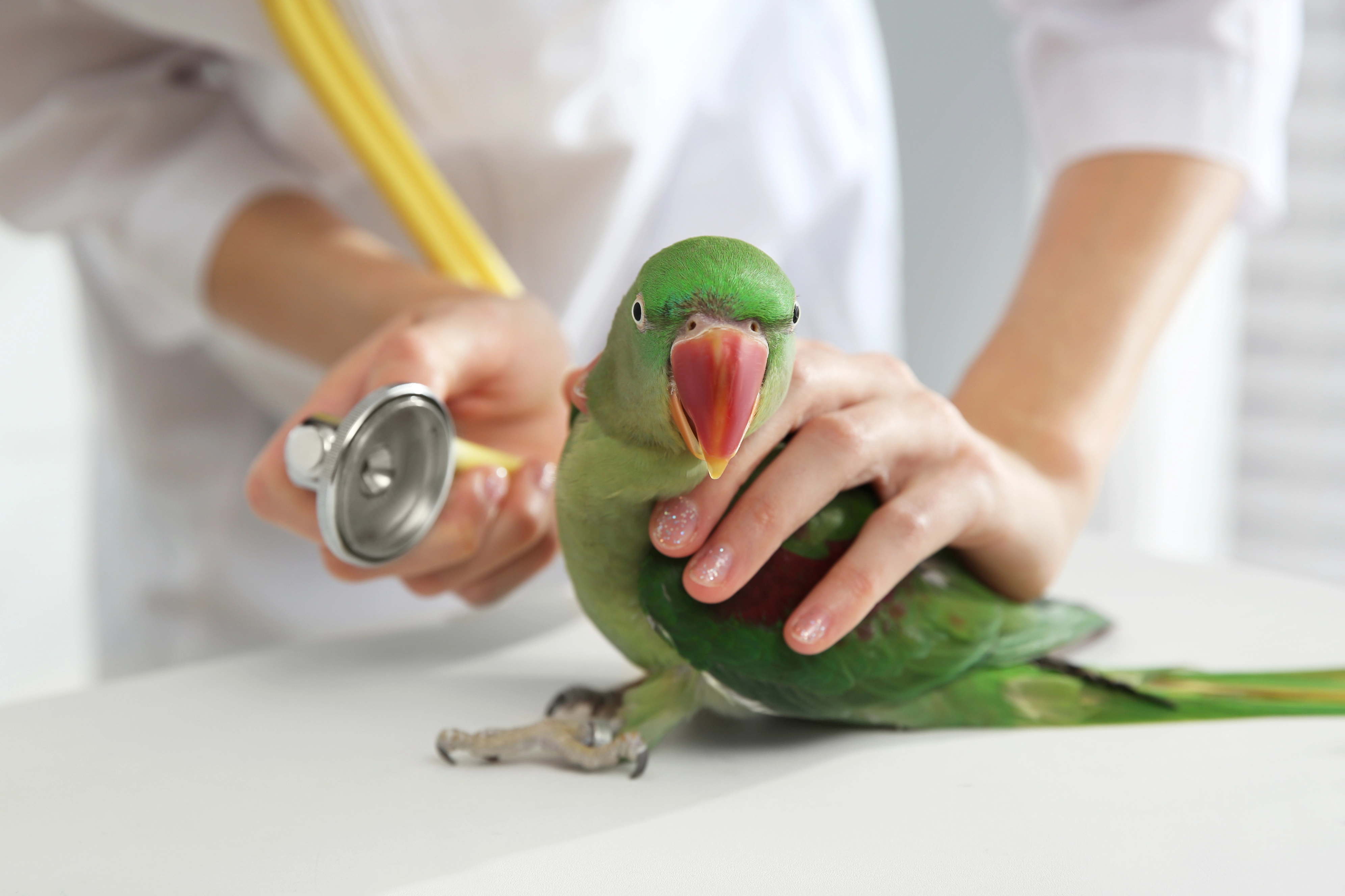 The International Aviculture Industries Conference 2025