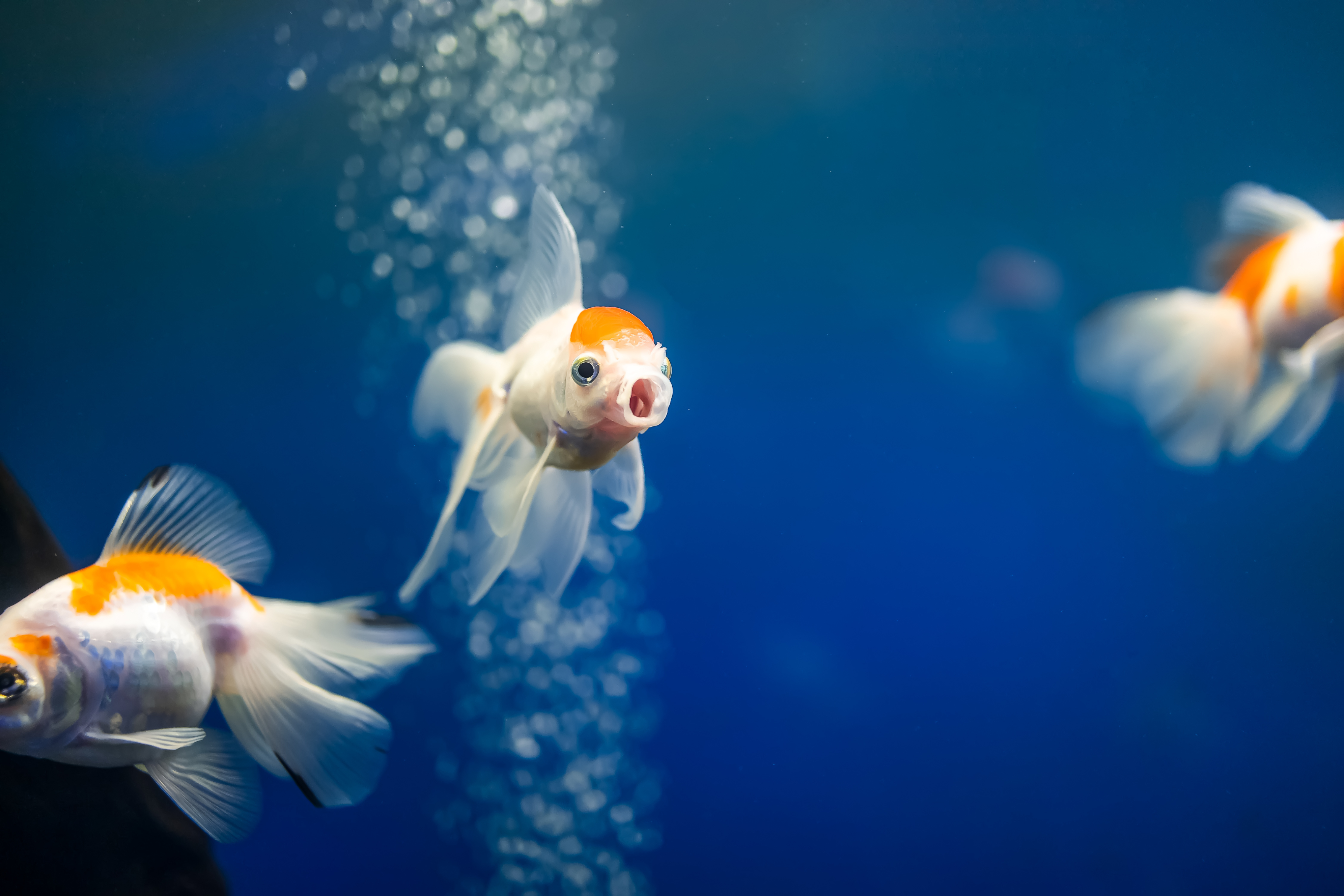ภาวะสูญเสียการลอยตัวและความผิดปกติของถุงลมในปลาสวยงาม Buoyancy and Swim ...